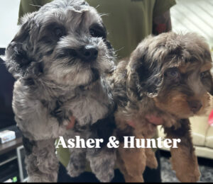 Asher and Hunter