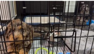 puppy crate training